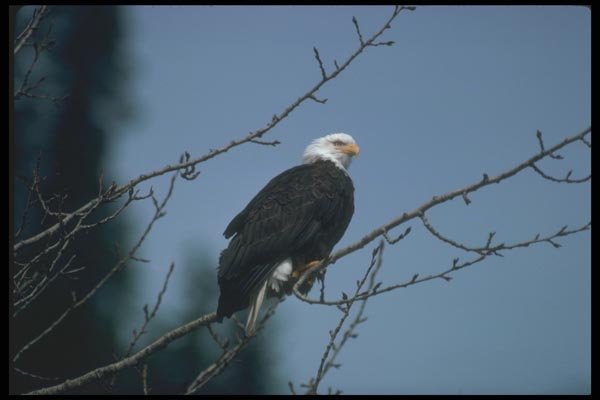 135038 Bald Eagle On Perch At Dusk A4 Photo Print