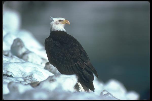 135039 Bald Eagle Sitting In Snow A4 Photo Print