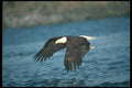135040 Bald Eagle Snatching Fish A4 Photo Print