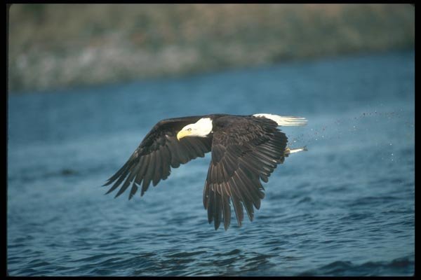 135040 Bald Eagle Snatching Fish A4 Photo Print