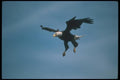 135041 Bald Eagle Dropping In To Catch Fish A4 Photo Print