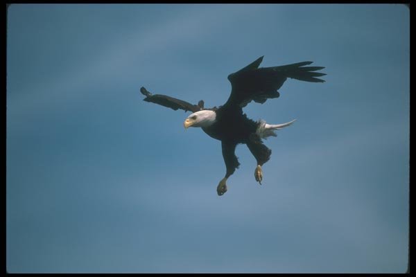 135041 Bald Eagle Dropping In To Catch Fish A4 Photo Print