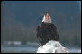 135042 Bald Eagle Sitting On Snow Bank A4 Photo Print
