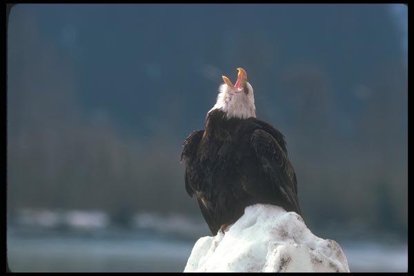 135042 Bald Eagle Sitting On Snow Bank A4 Photo Print