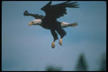 135043 Bald Eagle Dropping In To Catch Fish A4 Photo Print