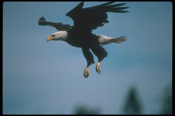 135043 Bald Eagle Dropping In To Catch Fish A4 Photo Print