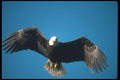 135044 Bald Eagle Flying Across Blue Sky A4 Photo Print