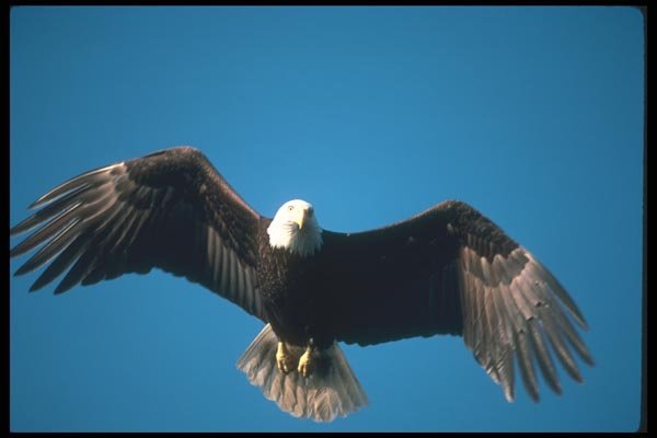 135044 Bald Eagle Flying Across Blue Sky A4 Photo Print