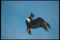 135045 Bald Eagle Diving A4 Photo Print