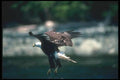 135046 Bald Eagle Dropping In To Catch Fish A4 Photo Print