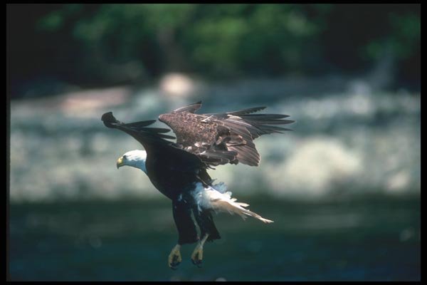 135046 Bald Eagle Dropping In To Catch Fish A4 Photo Print