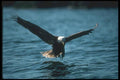135047 Bald Eagle Dropping In To Catch Fish A4 Photo Print