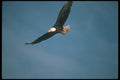 135048 Bald Eagle Flying Across Blue Sky A4 Photo Print