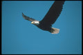135049 Bald Eagle Flying Across Blue Sky A4 Photo Print