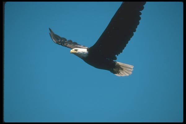 135049 Bald Eagle Flying Across Blue Sky A4 Photo Print