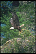 135050 Bald Eagle Carrying Freshly Caught Herring In Mid Air A4 Photo Print