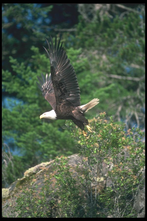 135050 Bald Eagle Carrying Freshly Caught Herring In Mid Air A4 Photo Print