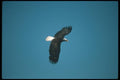135051 Bald Eagle Flying Across Blue Sky A4 Photo Print