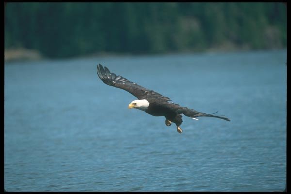 135052 Bald Eagle In Flight Over Water A4 Photo Print