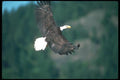 135053 Bald Eagle In Flight A4 Photo Print