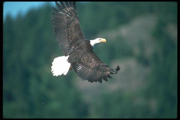 135053 Bald Eagle In Flight A4 Photo Print