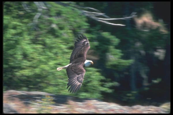 135054 Bald Eagle In Flight A4 Photo Print