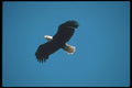135055 Bald Eagle Flying Across Blue Sky A4 Photo Print