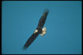 135056 Bald Eagle Sub Adult Flying Across Blue Sky A4 Photo Print