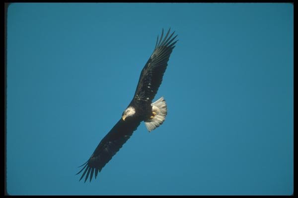 135056 Bald Eagle Sub Adult Flying Across Blue Sky A4 Photo Print