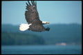 135057 Bald Eagle Flying Across Horizon A4 Photo Print