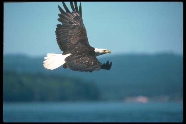 135057 Bald Eagle Flying Across Horizon A4 Photo Print