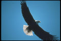 135058 Bald Eagle Flying Across Blue Sky A4 Photo Print