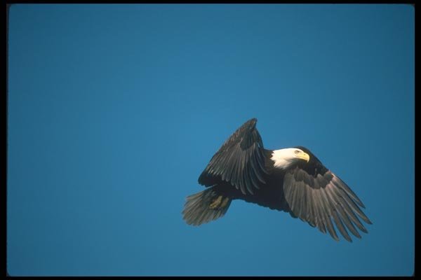 135059 Bald Eagle Flying Across Blue Sky A4 Photo Print
