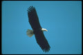 135060 Bald Eagle In Flight A4 Photo Print