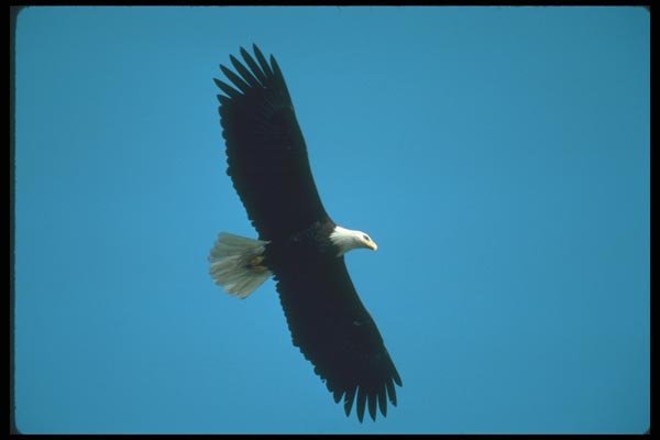 135060 Bald Eagle In Flight A4 Photo Print