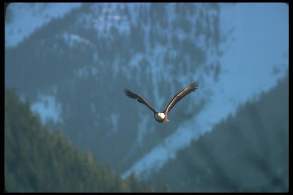 135061 Bald Eagle In Flight A4 Photo Print