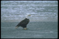 135062 Bald Eagle Adult Sitting On Frozen Pond A4 Photo Print