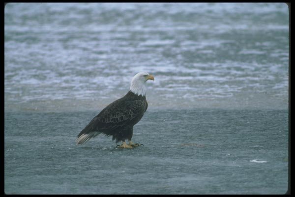 135062 Bald Eagle Adult Sitting On Frozen Pond A4 Photo Print