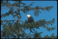 135063 Bald Eagle Sitting In Tree A4 Photo Print