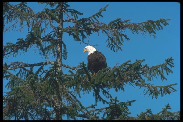 135063 Bald Eagle Sitting In Tree A4 Photo Print