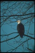 135064 Bald Eagle Sitting In Tree A4 Photo Print