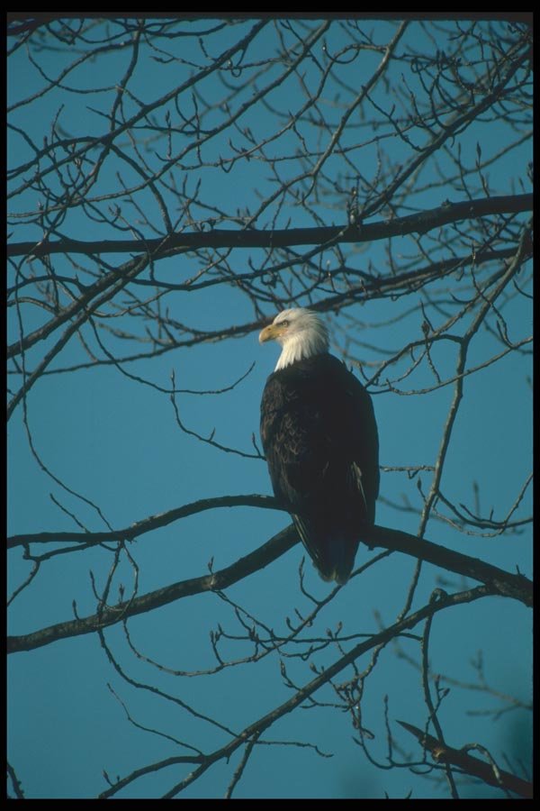 135064 Bald Eagle Sitting In Tree A4 Photo Print