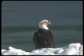 135065 Bald Eagle Sitting On Snowy Shoreline A4 Photo Print