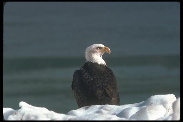 135065 Bald Eagle Sitting On Snowy Shoreline A4 Photo Print