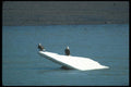 135066 Bald Eagle Sitting On Iceberg A4 Photo Print