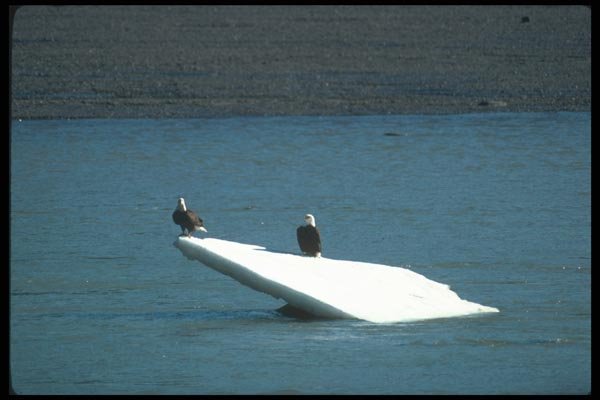 135066 Bald Eagle Sitting On Iceberg A4 Photo Print