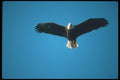 135067 Bald Eagle Flying Across Blue Sky A4 Photo Print