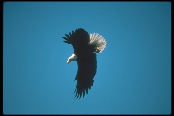 135068 Bald Eagle Diving A4 Photo Print