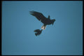 135069 Bald Eagle Harried By Crow In Mid Air A4 Photo Print