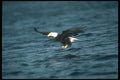 135070 Bald Eagle Dropping In To Catch Fish A4 Photo Print